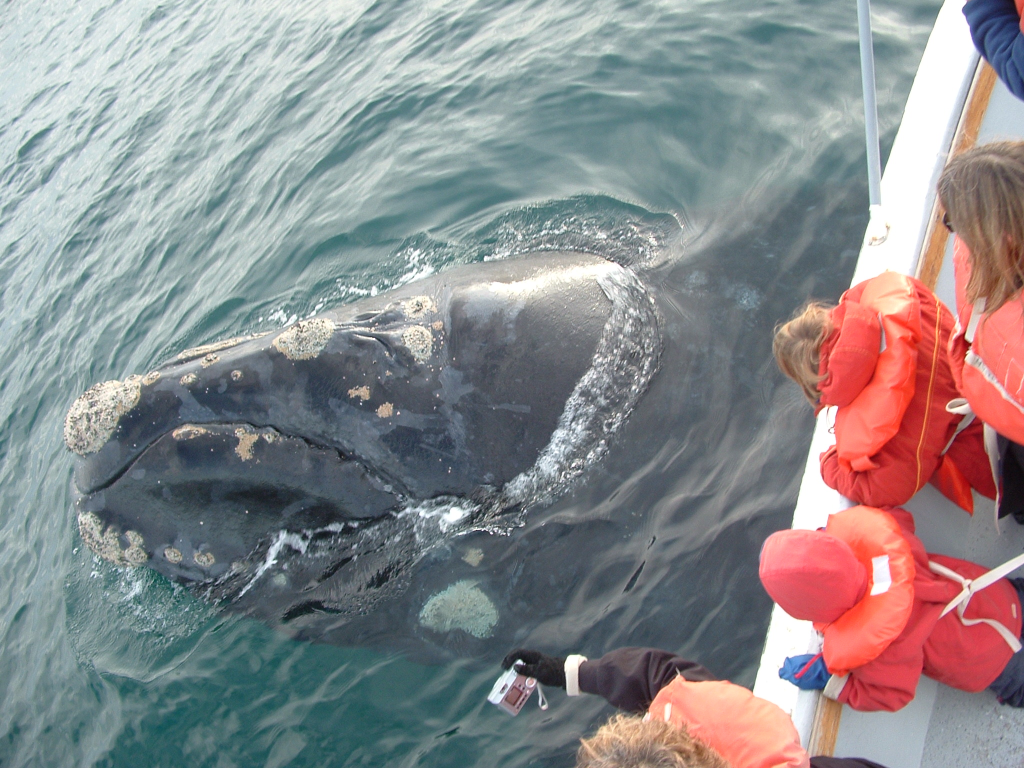 Balena vicino alla barca