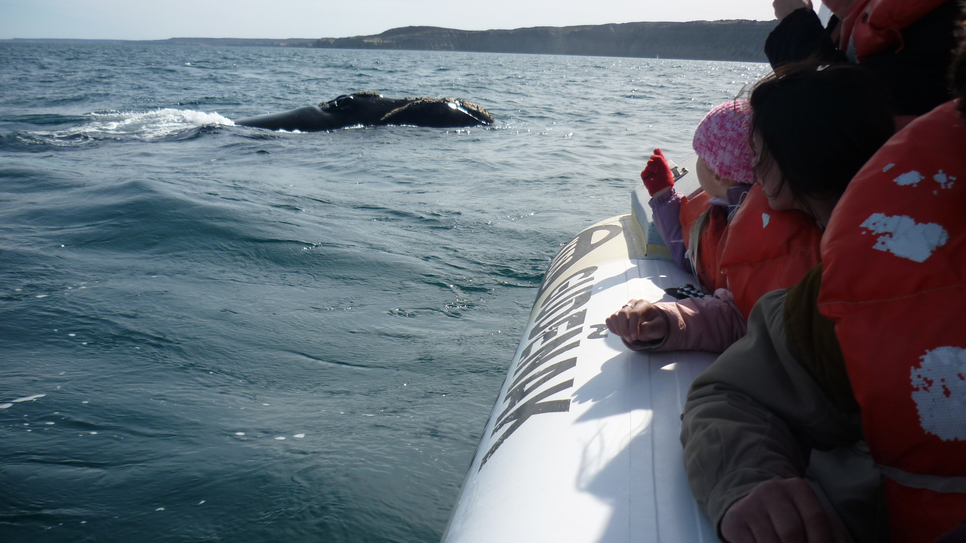 Balene (1)