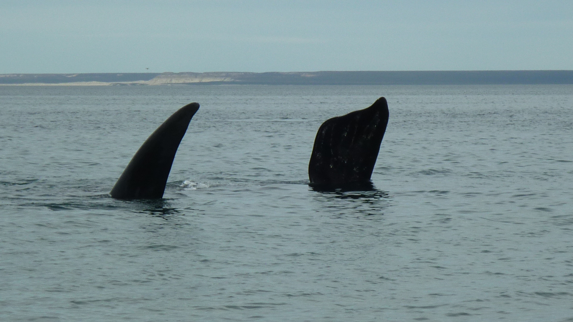 Balene (17)